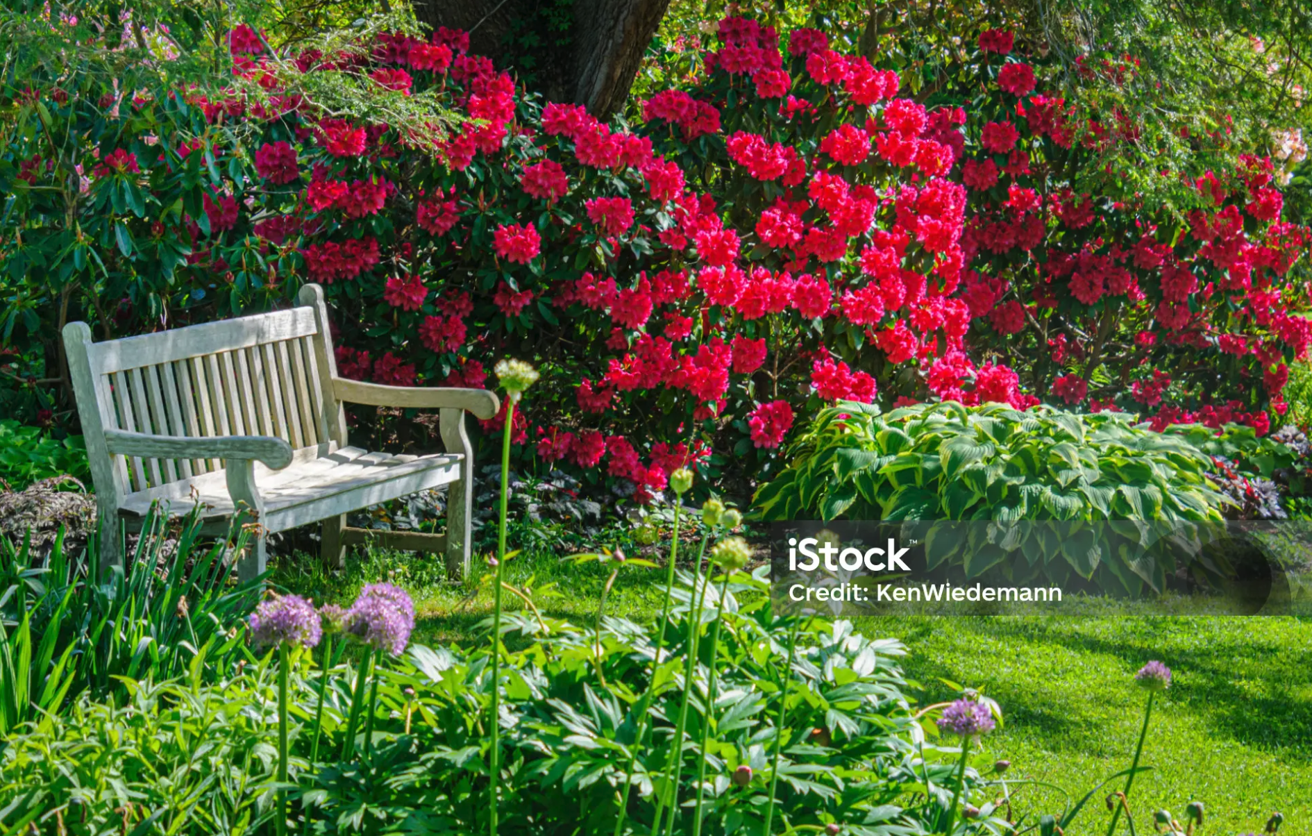 New City Park Garden image 1